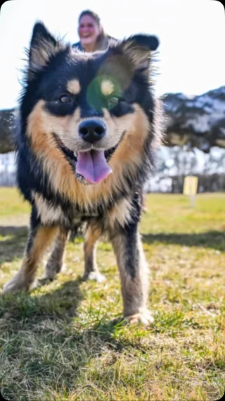 🔥 Was. Ein. Wochenende. 🔥 Der wild & dirty NORTH Spring 2025 war einfach next level! 🌪️💪 Geile Trails, pure Power und eine Community, die einfach unschlagbar ist! 🐕🚀 Euer Feedback auf Insta? Pure Liebe. Und dass sogar die Polizei mitgerockt hat? Einfach legendär! Danke an alle, die dabei waren – ihr seid StrongDog. Ihr seid beast mode! 🐾🔥 REMINDER 🫶 Wild. Dirty. Unvergesslich. Und mit dem besten Deal – aber nur noch HEUTE! Nach 5 Jahren stabiler Preise müssen wir ab 2026 eine Anpassung vornehmen. Die Kosten steigen für uns alle, doch wir haben euch die Erhöhung lange erspart – 2025 bleiben die Preise noch unverändert! Ab 2026 lässt es sich leider nicht mehr vermeiden. 😎 👉 Nutze jetzt die letzte Chance auf unsere Early Bird Tickets! HEUTE sicherst du dir deinen Startplatz zum günstigsten Preis, bevor die regulären Tarife greifen. 😱 🐾 wild & dirty NORTH Spring 2026 – Sei dabei! 💥 Early Bird endet HEUTE! (Direktlink in Story) Let’s get wild & dirty! Bis zum nächsten Abenteuer! 💥 powered by @nonstopdogwear & @mammaly.de & @happydog.de Pics by 🫶 @samofotografie (heute folgt ne Infomail zu euren Bildern) #strongdog #beastrongdog #canicross #bikejöring #dogscooter #zughundesport #laufenmithund