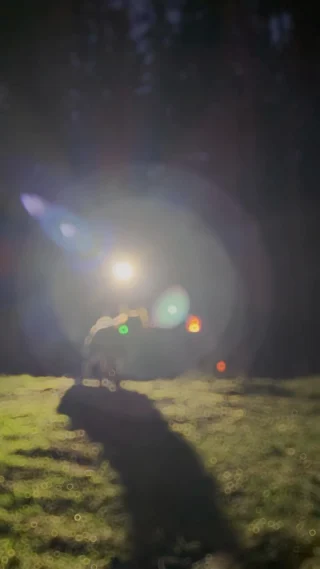 Let‘s do it @ NIGHT! 🌙 #strongdog #canilympics #nightrun #canicross
